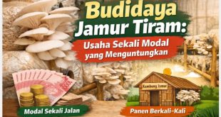 usaha jamur tiram